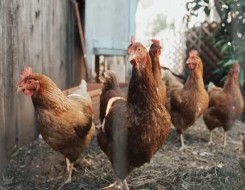  السعودية اليوم - أستراليا تسجل أول إصابة بإنفلونزا الطيور H5N1 في جزيرة ماكواري شبه القطبية بعد نفوق آلاف الفقمات في جزيرة هيرد
