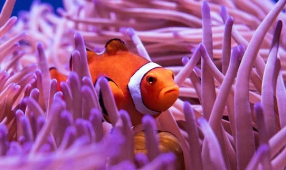 الأمم المتحدة تعتمد كوريا الجنوبية وتشيلي لاستضافة مؤتمر المحيطات 2028