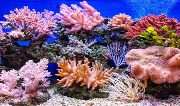 شعاب البحر الأحمر تتحول إلى مصدر واعد للأدوية والابتكارات الطبية