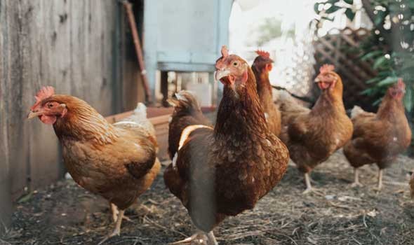  السعودية اليوم - أستراليا تسجل أول إصابة بإنفلونزا الطيور H5N1 في جزيرة ماكواري شبه القطبية بعد نفوق آلاف الفقمات في جزيرة هيرد