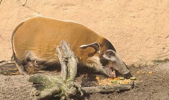 السويد ترصد حمى الخنازير الأفريقية في 7 حيوانات برية