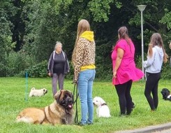  السعودية اليوم - دراسة تكشف أن التواصل مع الكلاب قد يبطئ الشيخوخة لدى النساء