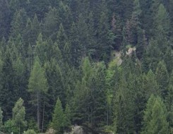  السعودية اليوم - علماء يؤكدون تراجع قدرة الغابات الافريقية على امتصاص الكربون وتحولها لمصدر للانبعاثات