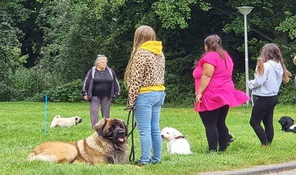  السعودية اليوم - دراسة تكشف أن التواصل مع الكلاب قد يبطئ الشيخوخة لدى النساء