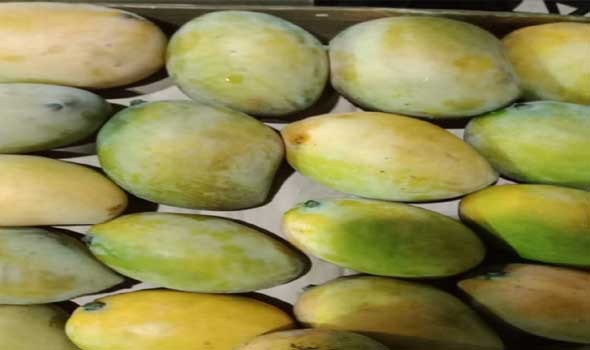 دراسة حديثة تكشف تأثيرا خفيا لتناول المانجو والأفوكادو معا
