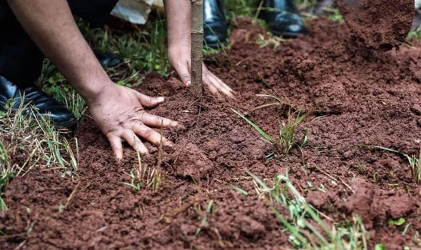  السعودية اليوم - حفر الباطن تطلق المرحلة الثالثة من مبادرة حفر الباطن أخضر لتعزيز التشجير