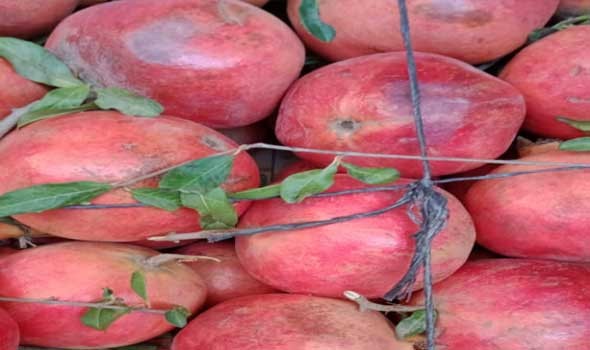  السعودية اليوم - فوائد عصير الرمان في تخفيف حرقة البول ودعم صحة المسالك البولية