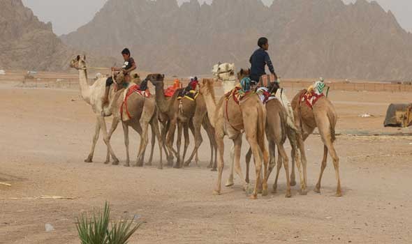 السعودية اليوم - انطلاق النسخة العاشرة من مهرجان الملك عبد العزيز للإبل في شمال شرق الرياض