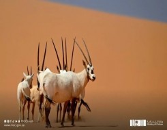  السعودية اليوم - "عروق بني معارض" أول موقع للتراث الطبيعي في السعودية على قائمة اليونسكو