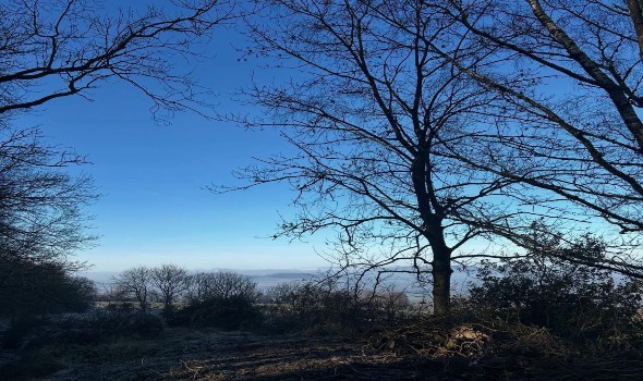  السعودية اليوم - أشجار السلم ثروة طبيعية تعزز التوازن البيئي في جازان