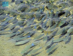  السعودية اليوم - سمك الببغاء يؤدي دورا بيئيا مهما في الحفاظ على توازن الشعاب المرجانية