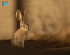  السعودية اليوم - محمية الأمير محمد بن سلمان تعيد توطين الأرنب العربي ضمن برنامج إعادة الحياة الفطرية