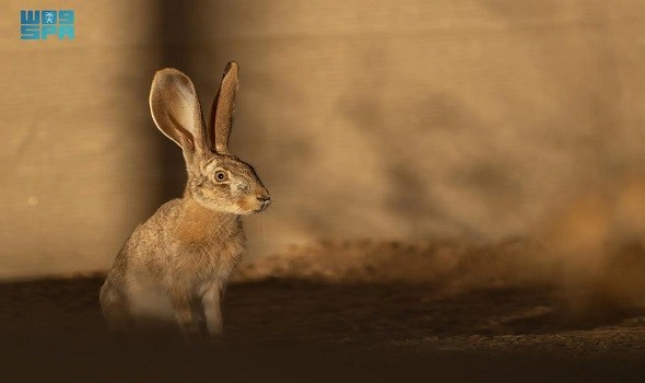  السعودية اليوم - محمية الأمير محمد بن سلمان تعيد توطين الأرنب العربي ضمن برنامج إعادة الحياة الفطرية